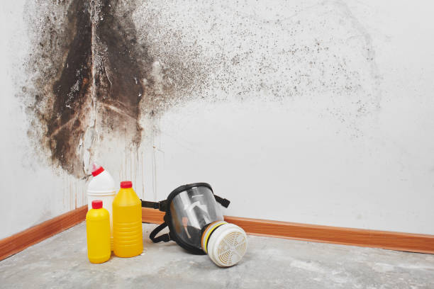 Best Commercial Mold Removal  in Roosevelt, UT