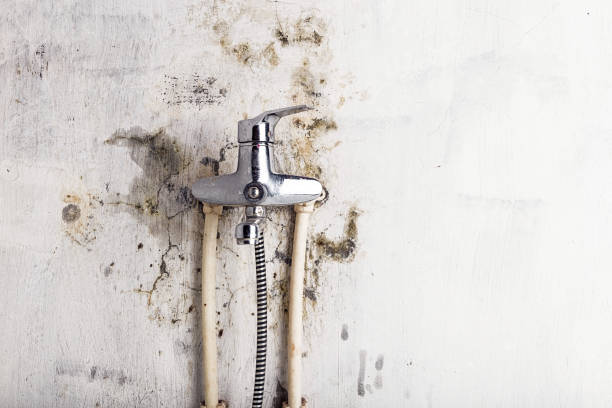 Best Same-Day Mold Removal  in Roosevelt, UT