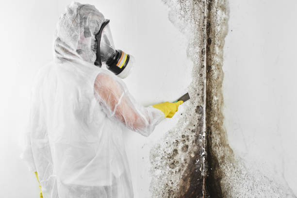 Mold Testing and Removal in Roosevelt, UT