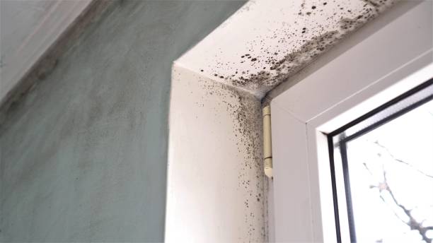 Best Certified Mold Removal  in Roosevelt, UT