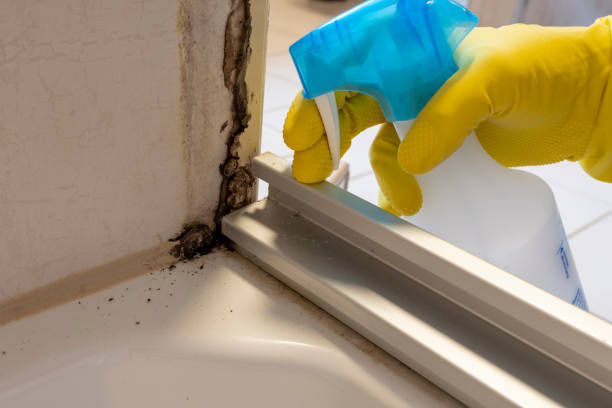 Best Mold Remediation  in Roosevelt, UT