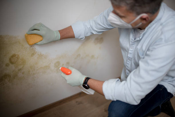 Best Toxic Mold Removal  in Roosevelt, UT