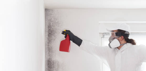 Best Emergency Mold Removal  in Roosevelt, UT
