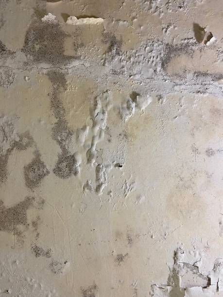 Best Office Mold Removal Services  in Roosevelt, UT