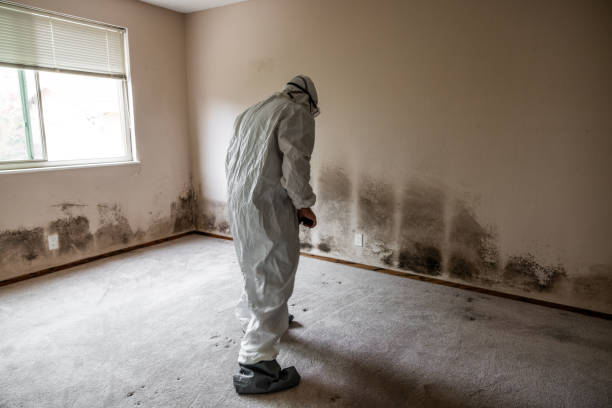 Best Mold Damage Repair  in Roosevelt, UT
