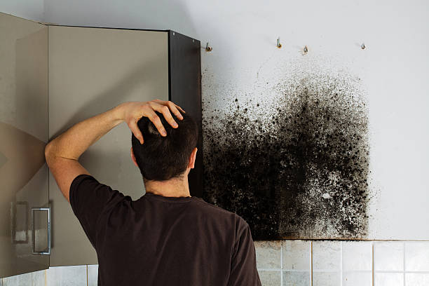 Best Mold Removal and Inspection  in Roosevelt, UT