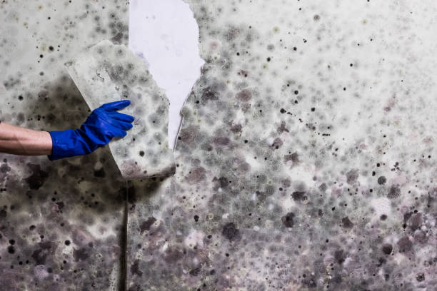 Best Toxic Mold Removal  in Roosevelt, UT