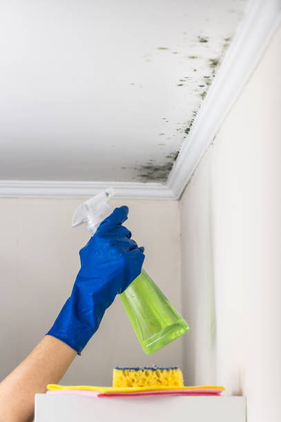 Best Attic Mold Removal  in Roosevelt, UT